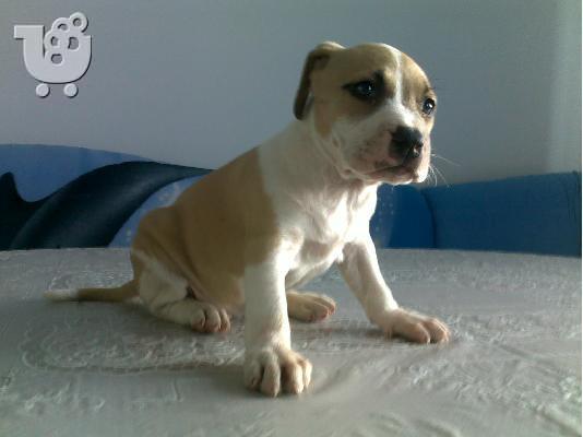 PoulaTo: Πιτμπουλ τερριε -360 euro